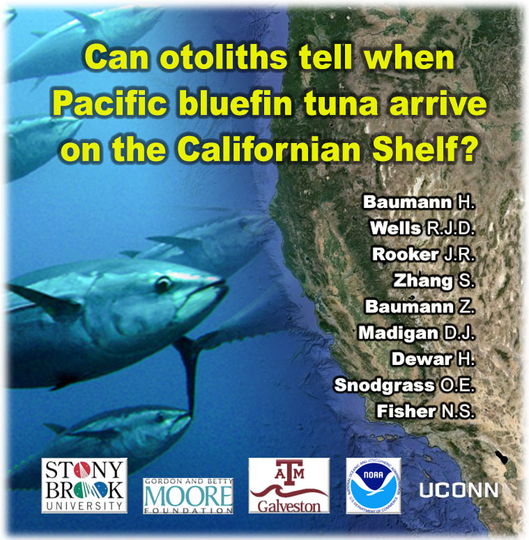 A new study published in the ICES Journal of Marine Science suggests that analyzing the trace elements incorporated into the otoliths of bluefin tuna may allow inferring the arrival of juvenile fish in the California Current Ecosystem
