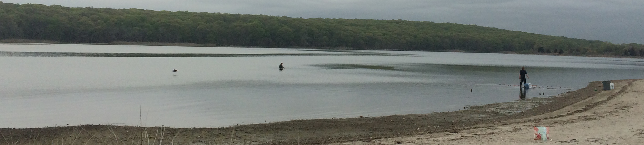 Seining and water sampling in Mumford Cove, CT