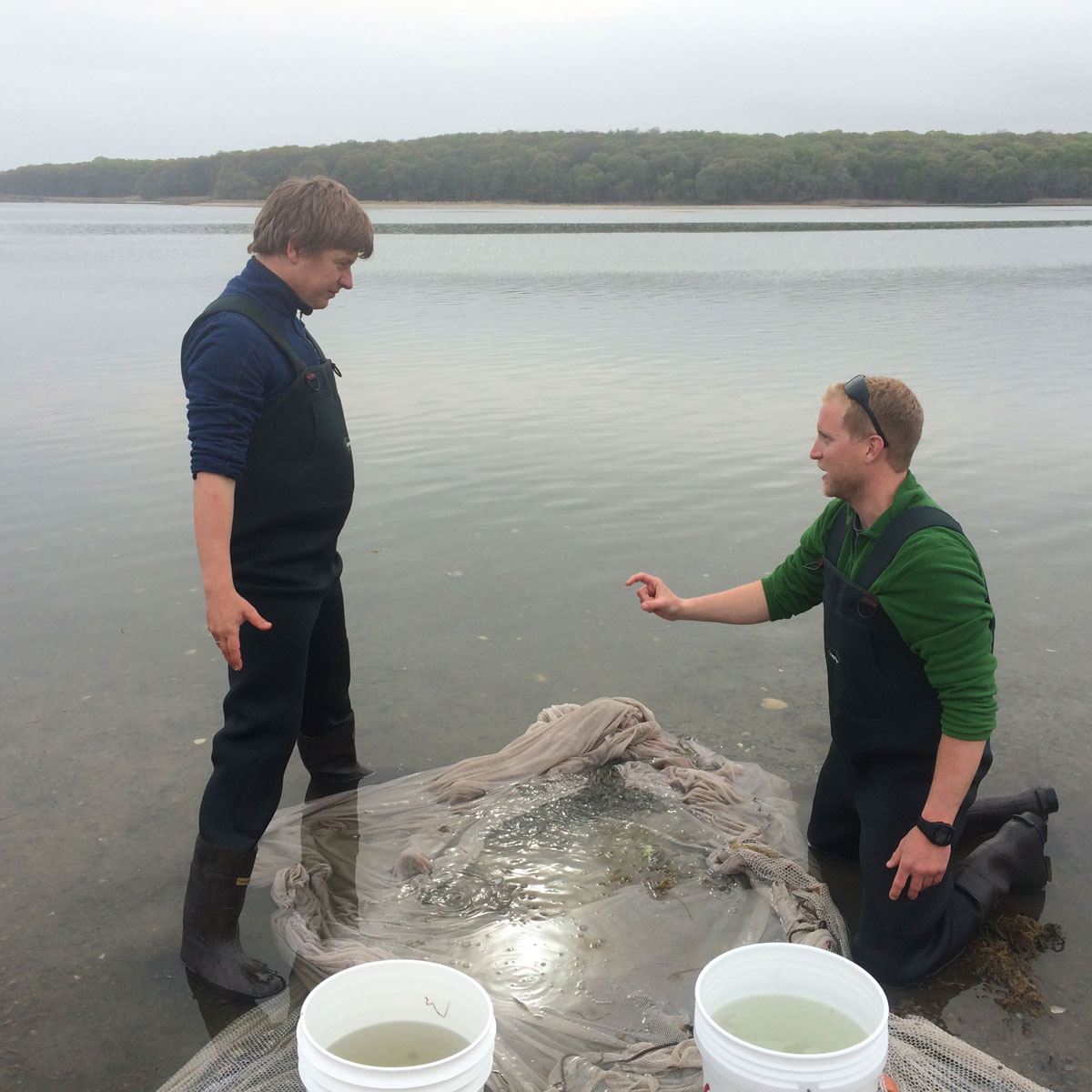 Hannes and Chris in Mumford Cove, discussing how to sort the catch of silversides collected by beach seine