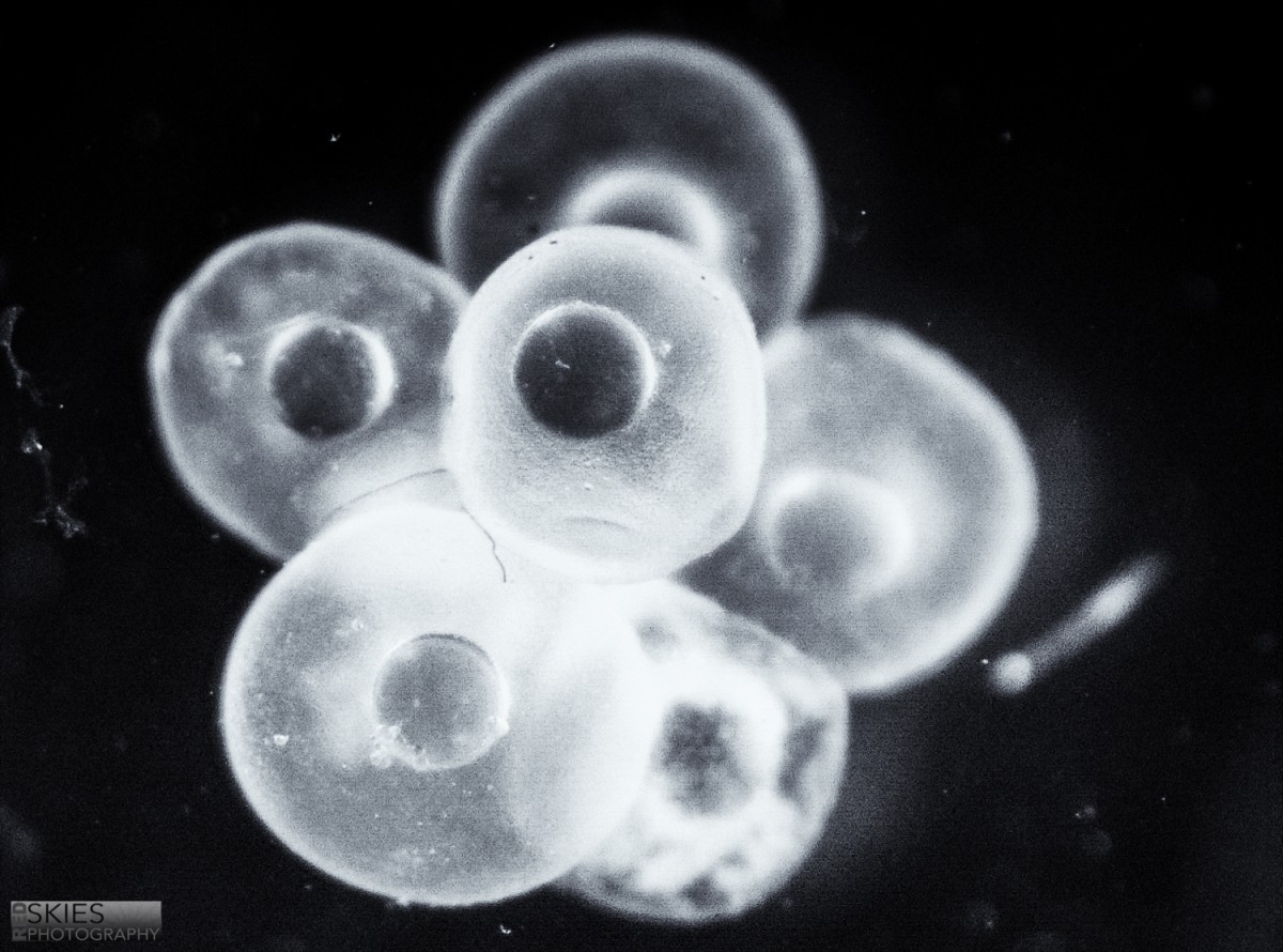 Sand lance embryos 1h post-fertilization