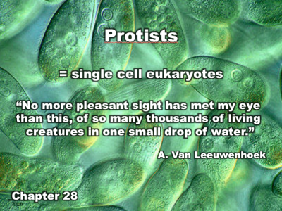 Chapter 28 | Protists