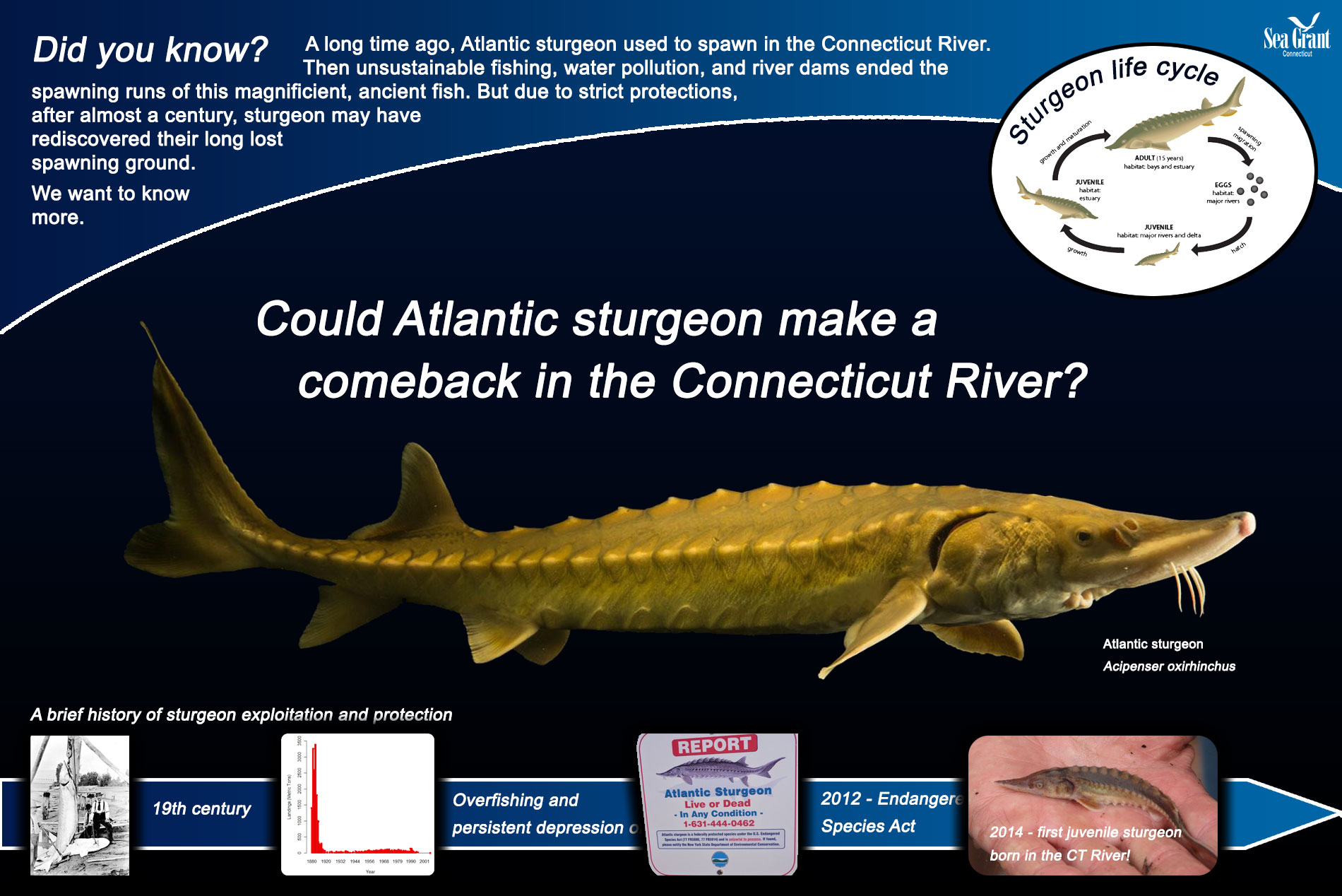 Atlantic-sturgeon-signage1