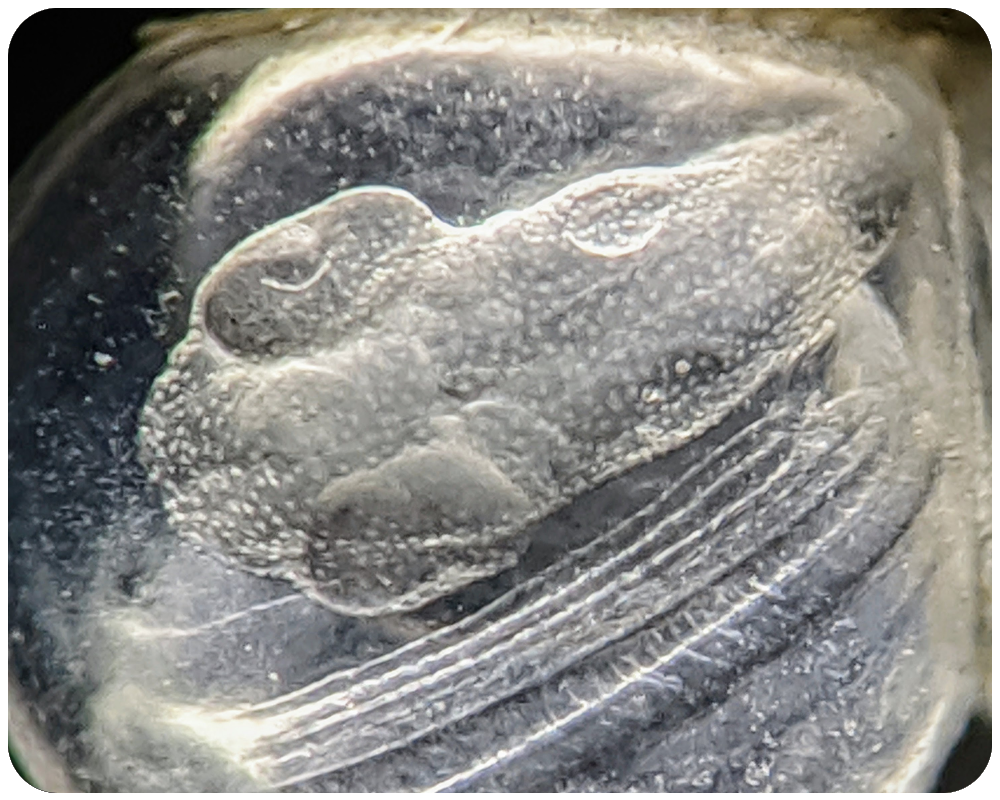 A10---Murray---Pacific-Herring-embryo