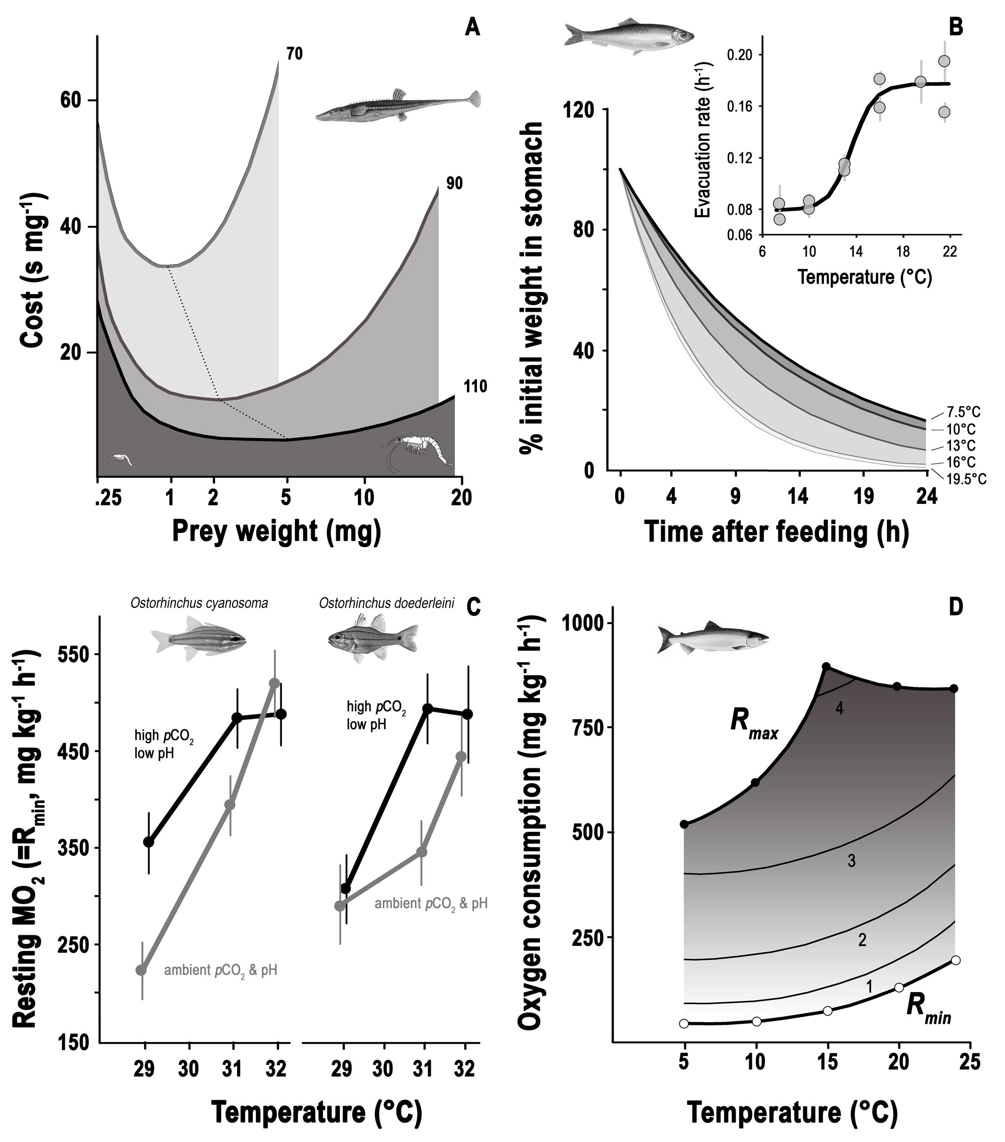 Fig02A-D---feeding-metabolism