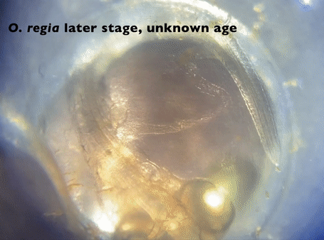 Oregia embryo