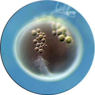 DI---embryo-22C---36hpf