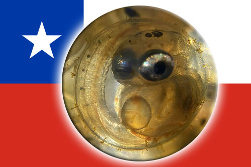 Chile_flag_odontesthes