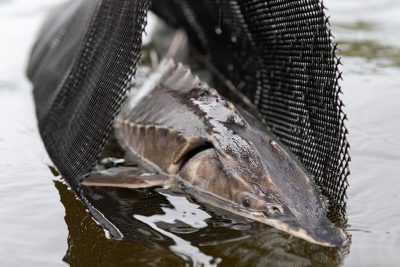 Pic03-sturgeon-release_UCTedit-1-998x665