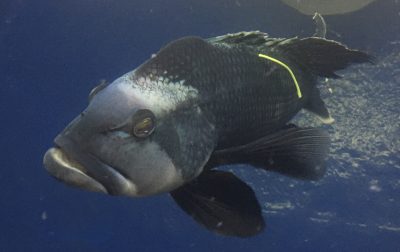 Male Black Sea Bass - April2021