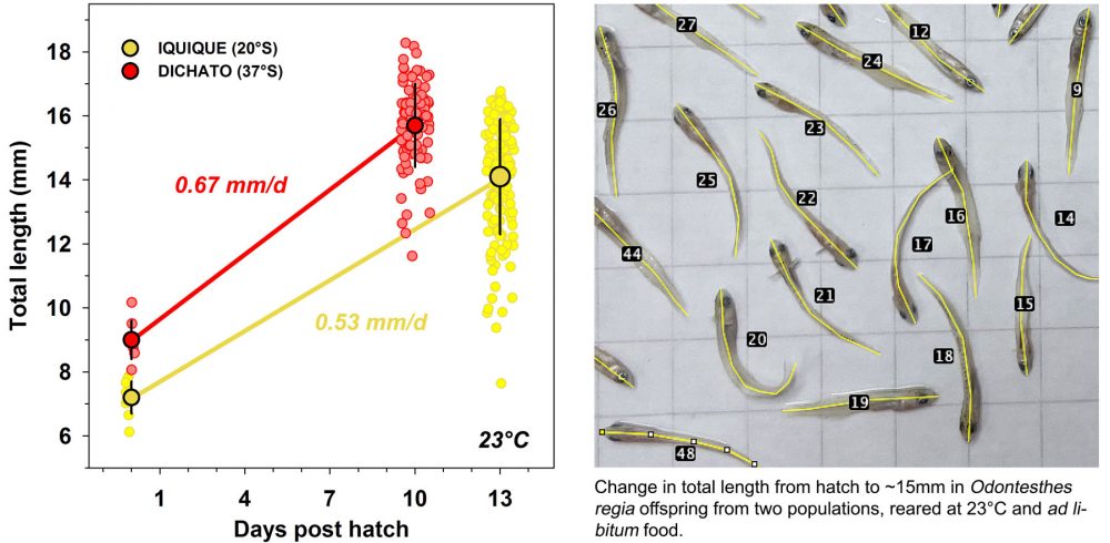 23C-15MM-length-change