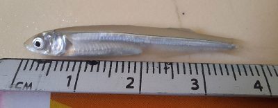 Finalsample-juvenile