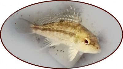 Picture of a juvenile black sea bass