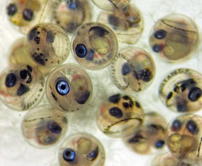 Chilean silverside embryos