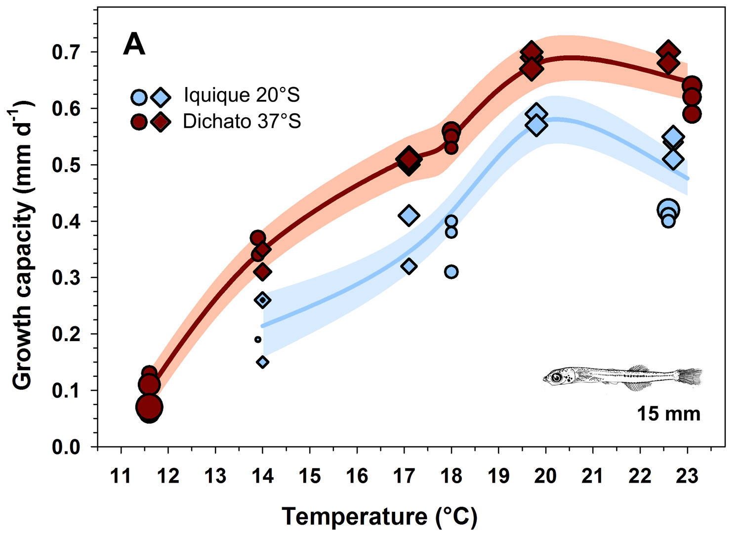 Figure showing the temperature dependent growth capacity of silverside larvae