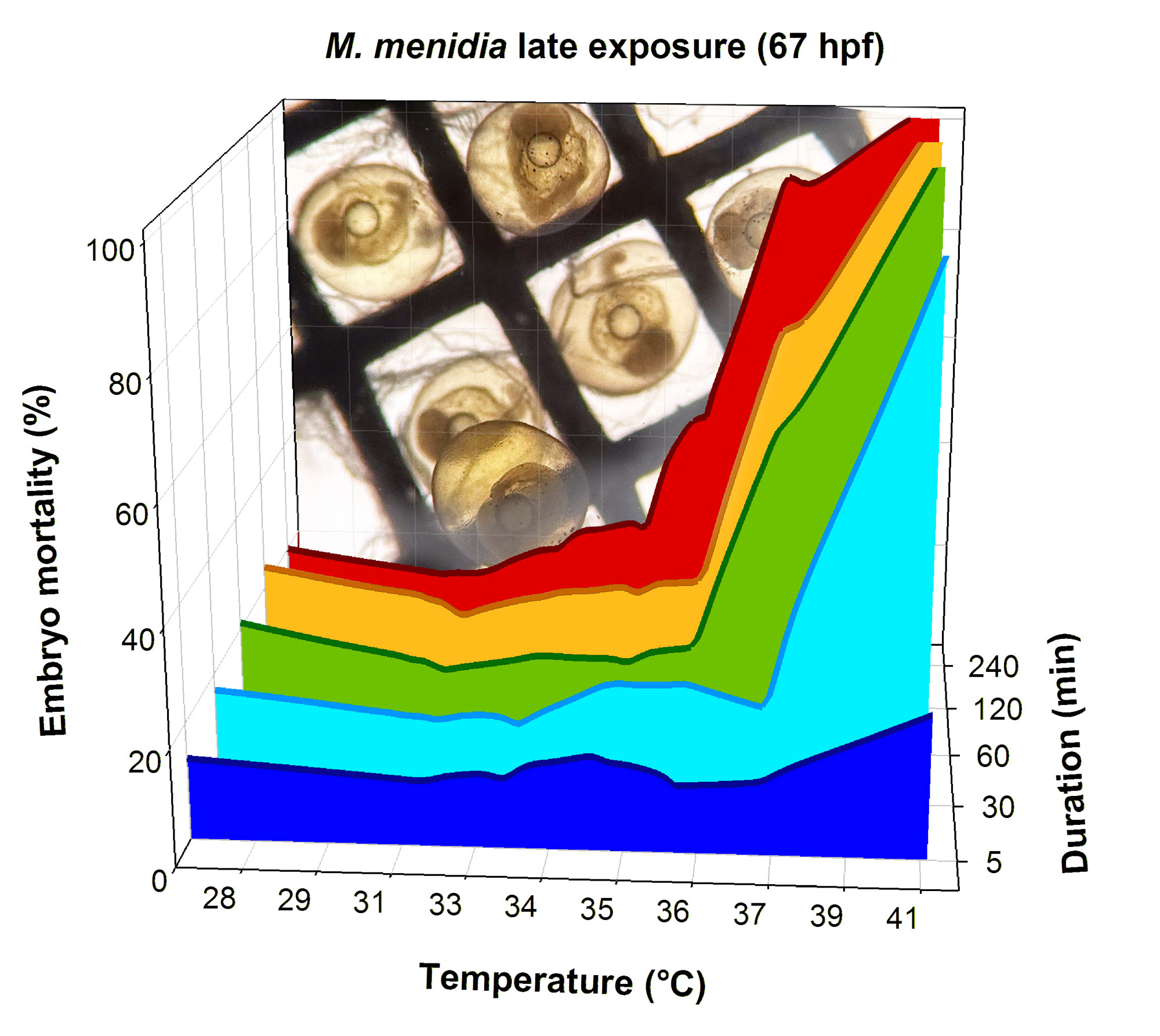 Graph of embryo mortality in response to temperature stress