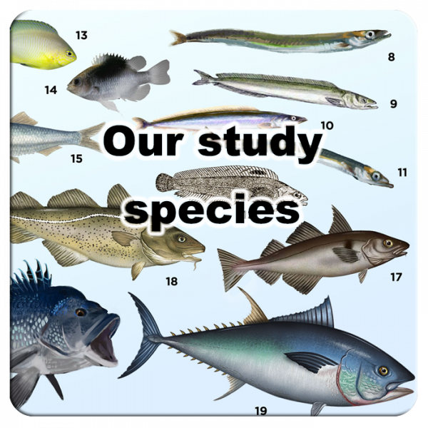 Species-studied