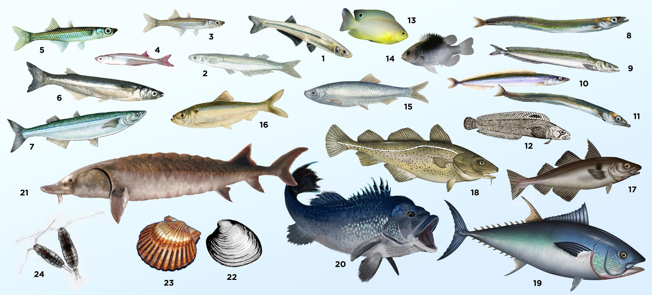 Species-studied