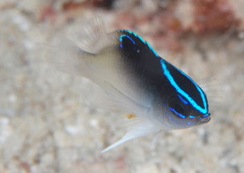 chrysiptera rollandi