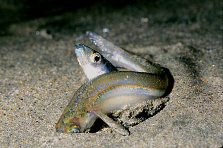 California grunion